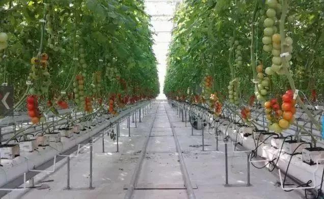 東海運株式會社的西紅柿植物工廠,服務于農(nóng)業(yè)的高新科技產(chǎn)品非常到位